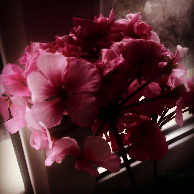 #flower#цветок - Адея 