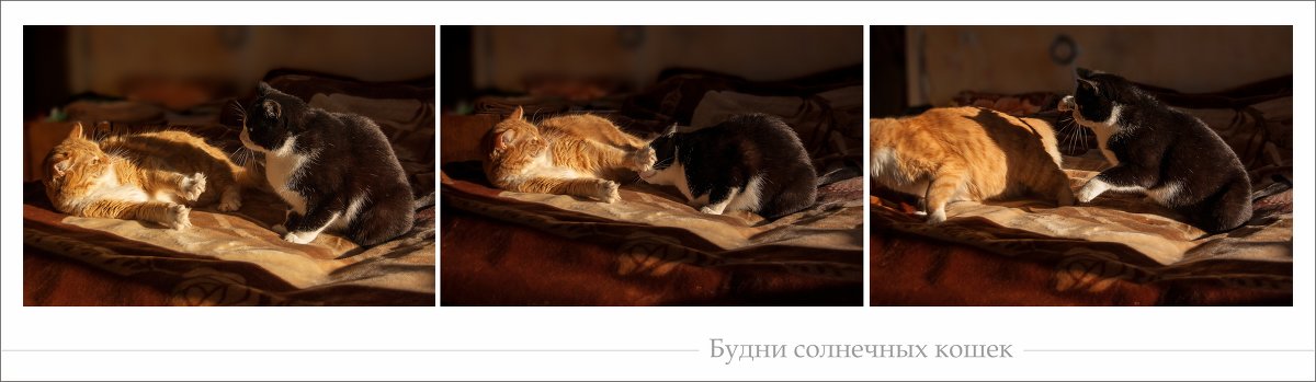 Будни солнечных кошек - vik zhavoronka