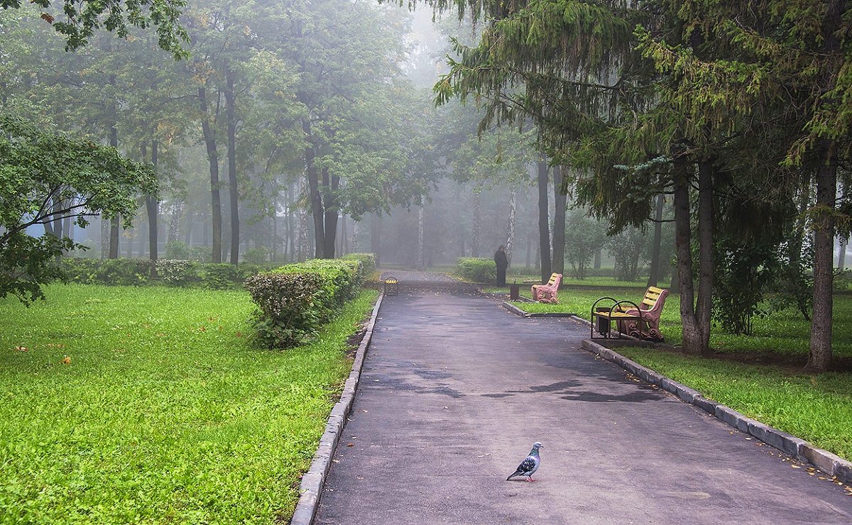 Туман в сквере - Любовь Потеряхина