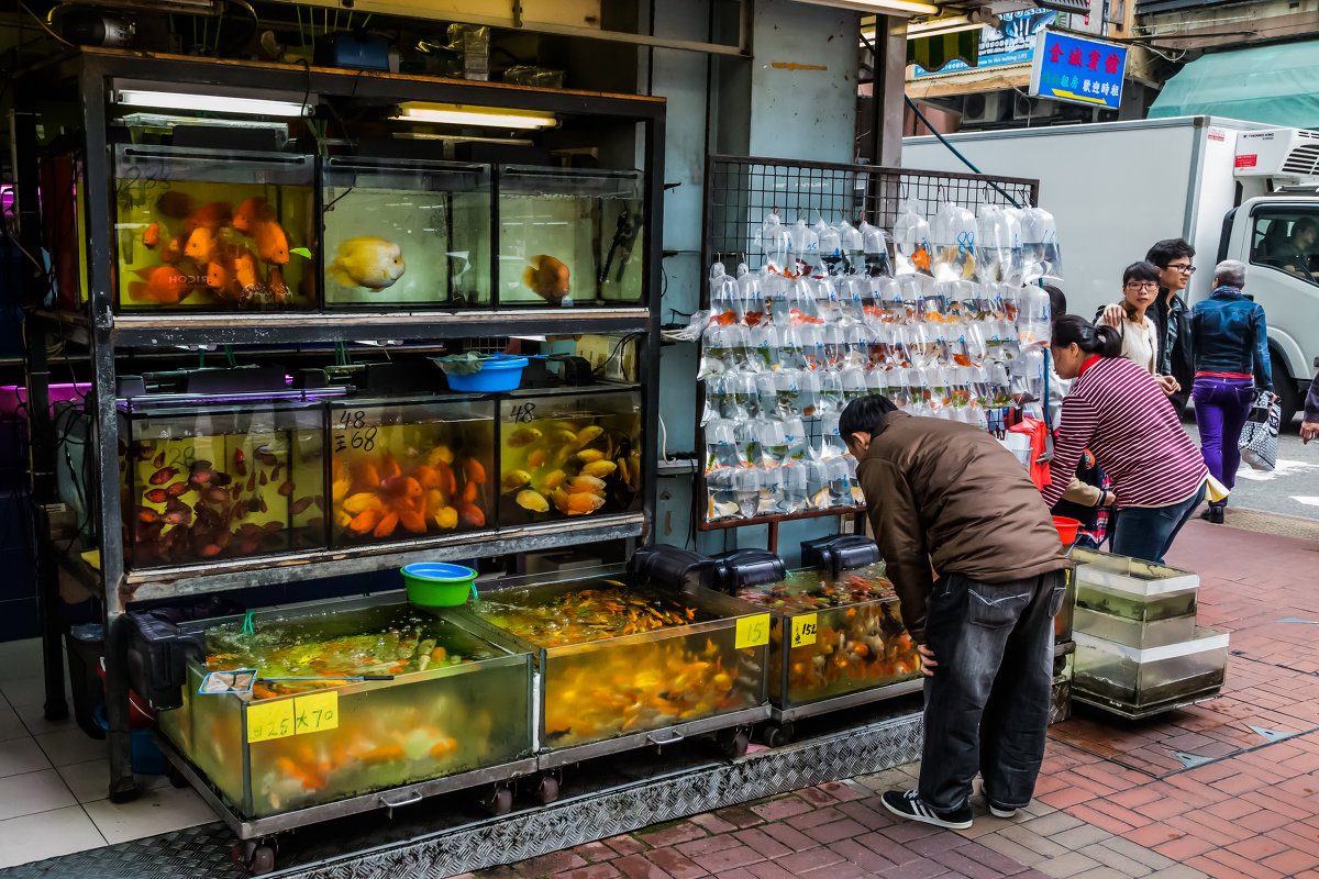 рынок аквариумных рыб в Гонконге - Сергей Андрейчук