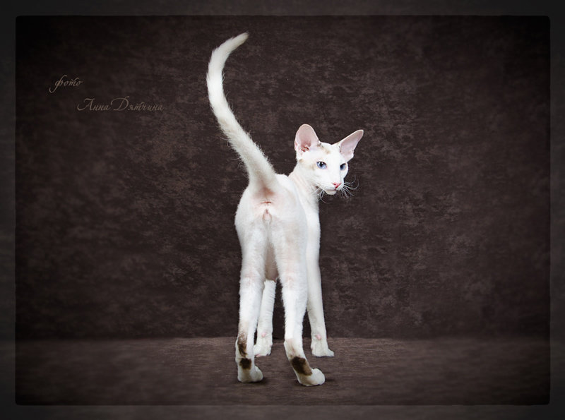 Фото Сет - изящных, элегантных домашних кошек породы . Петербургский сфинкс ( Петерболд ) - Anna Dyatchina