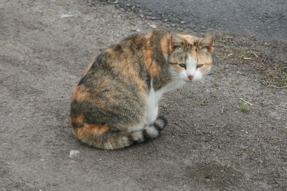 Кошка соседей - Владимир Боровков