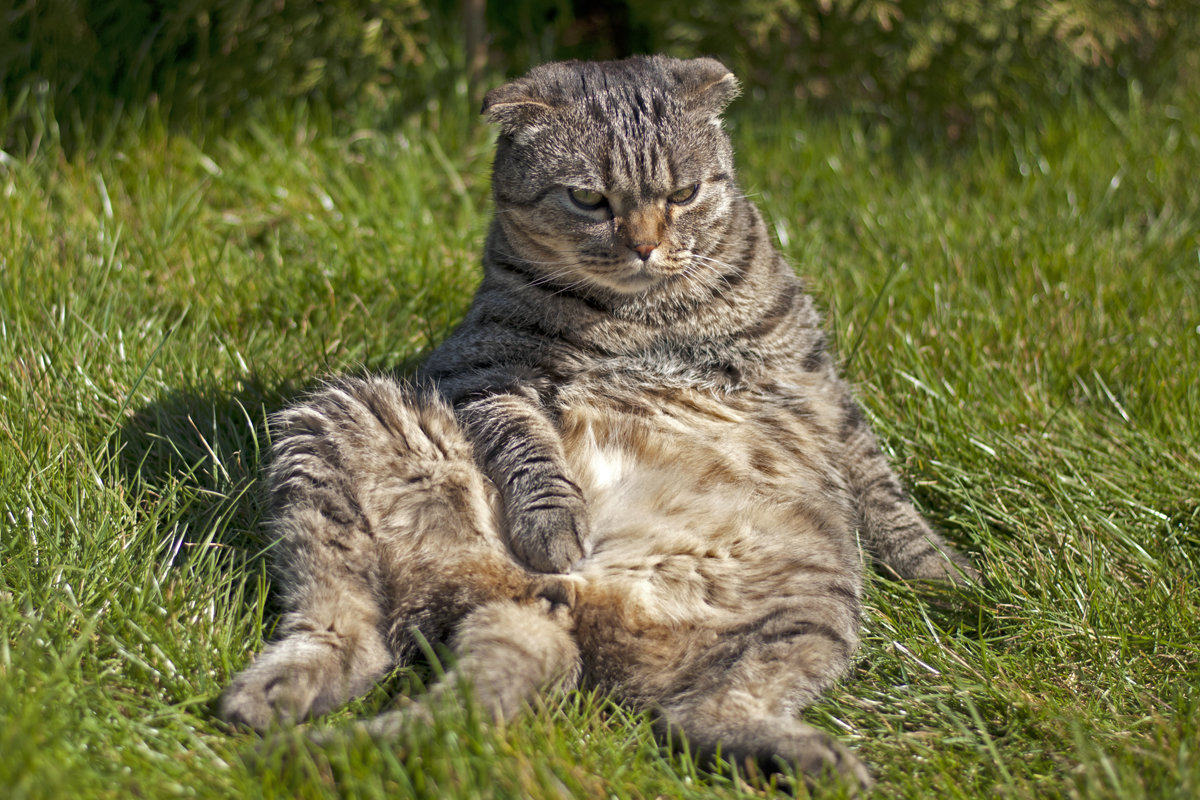 Sitting Cat - Roman Ilnytskyi