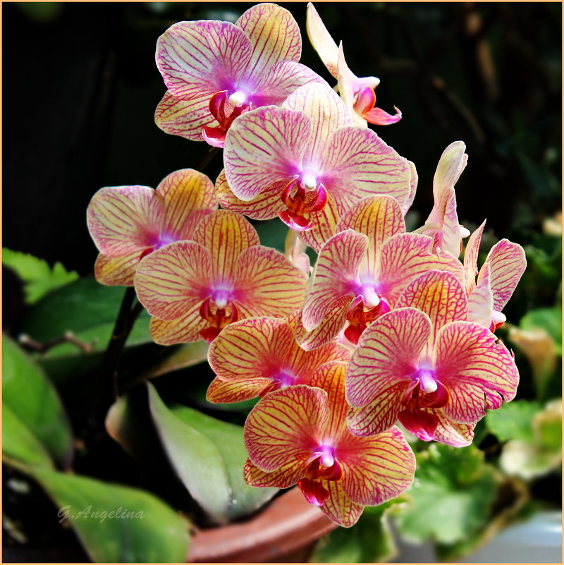 Орхидея - ангелина гончарук