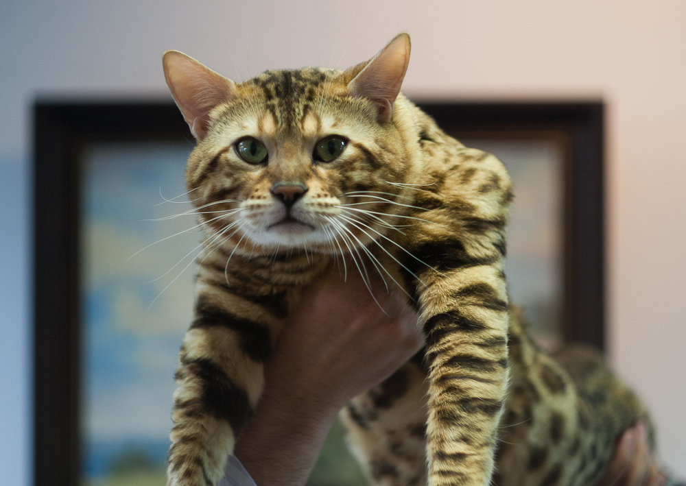 домашний леопард (бенгальский кот) - Виктория Бузник