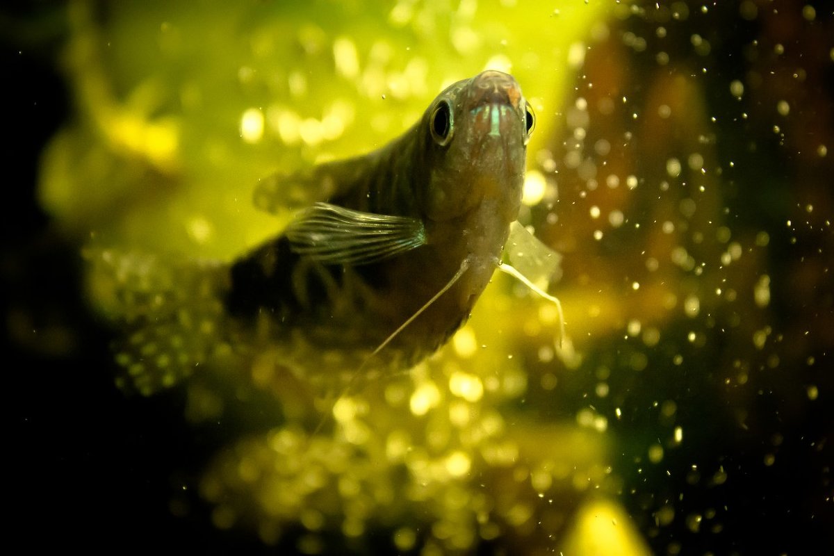 Золотая рыбка - Арина Зотова
