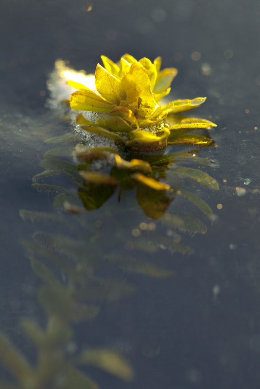 Солнечный цветок - Вера Петрова