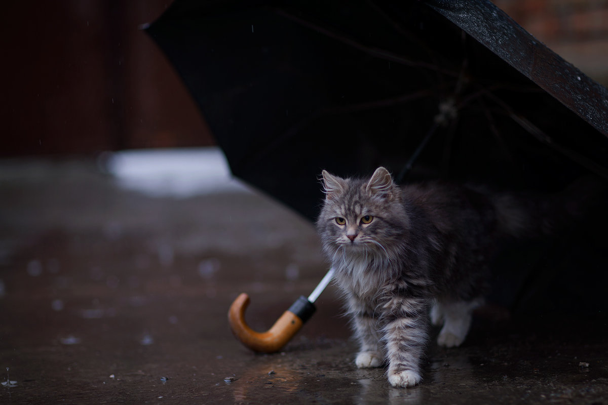 дождик - Юрий Коротун