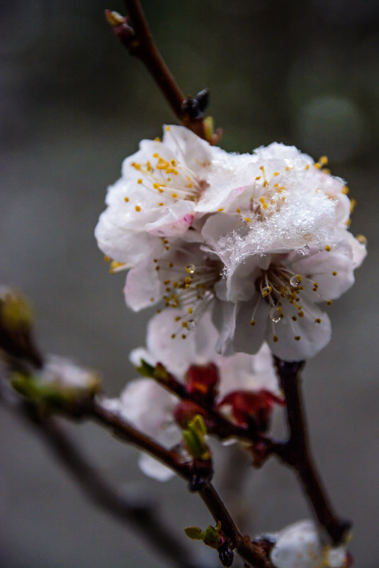 снег и цветущий абрикос - Виталий Шарипов