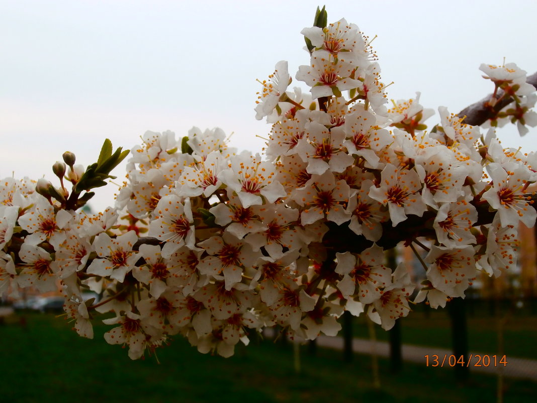 веточка - Nata-li 