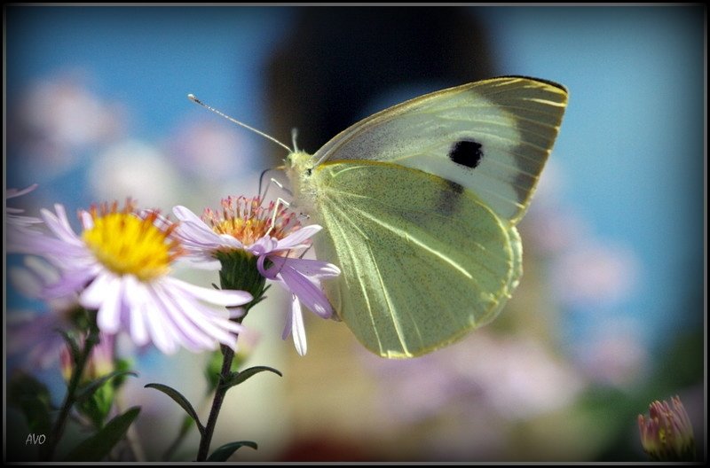 Бабочки - AVETIS GHAZANCHYAN