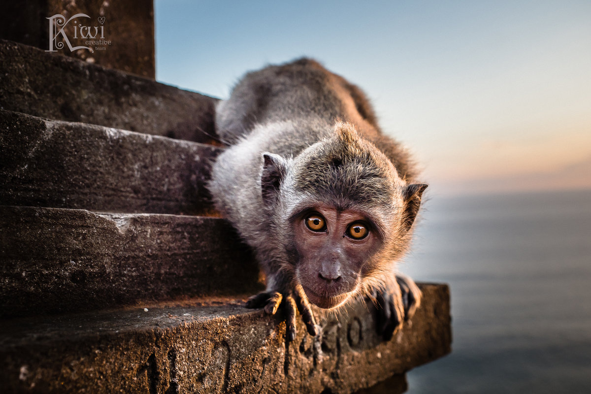 Индонезийская обезьянка - Творческая группа КИВИ