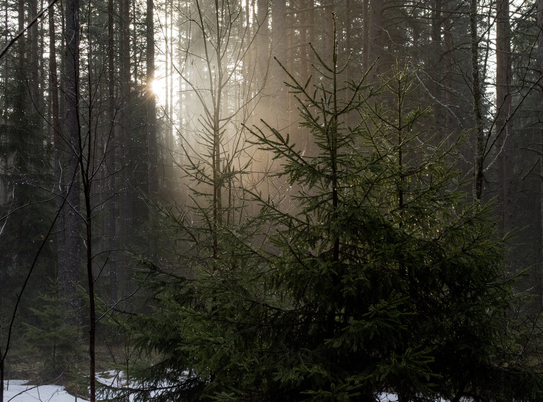 Утро в лесу - Владимир Шутов