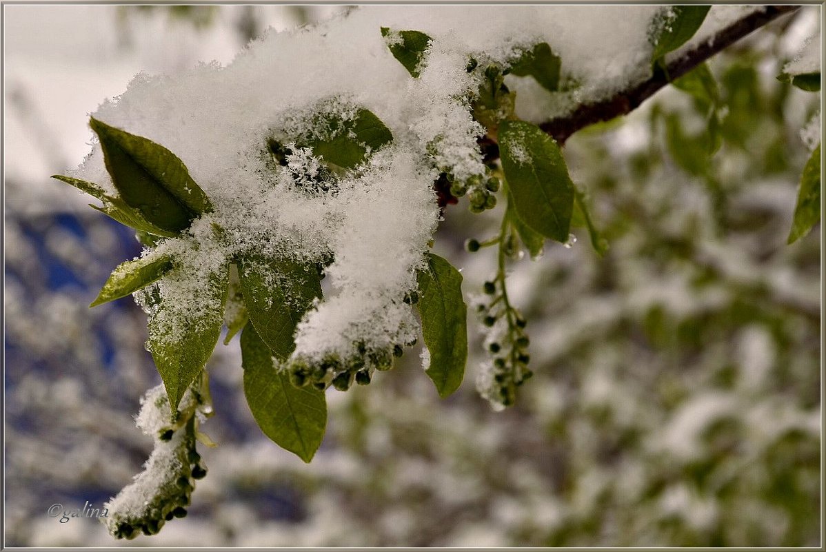 Под снегом апреля - galina tihonova