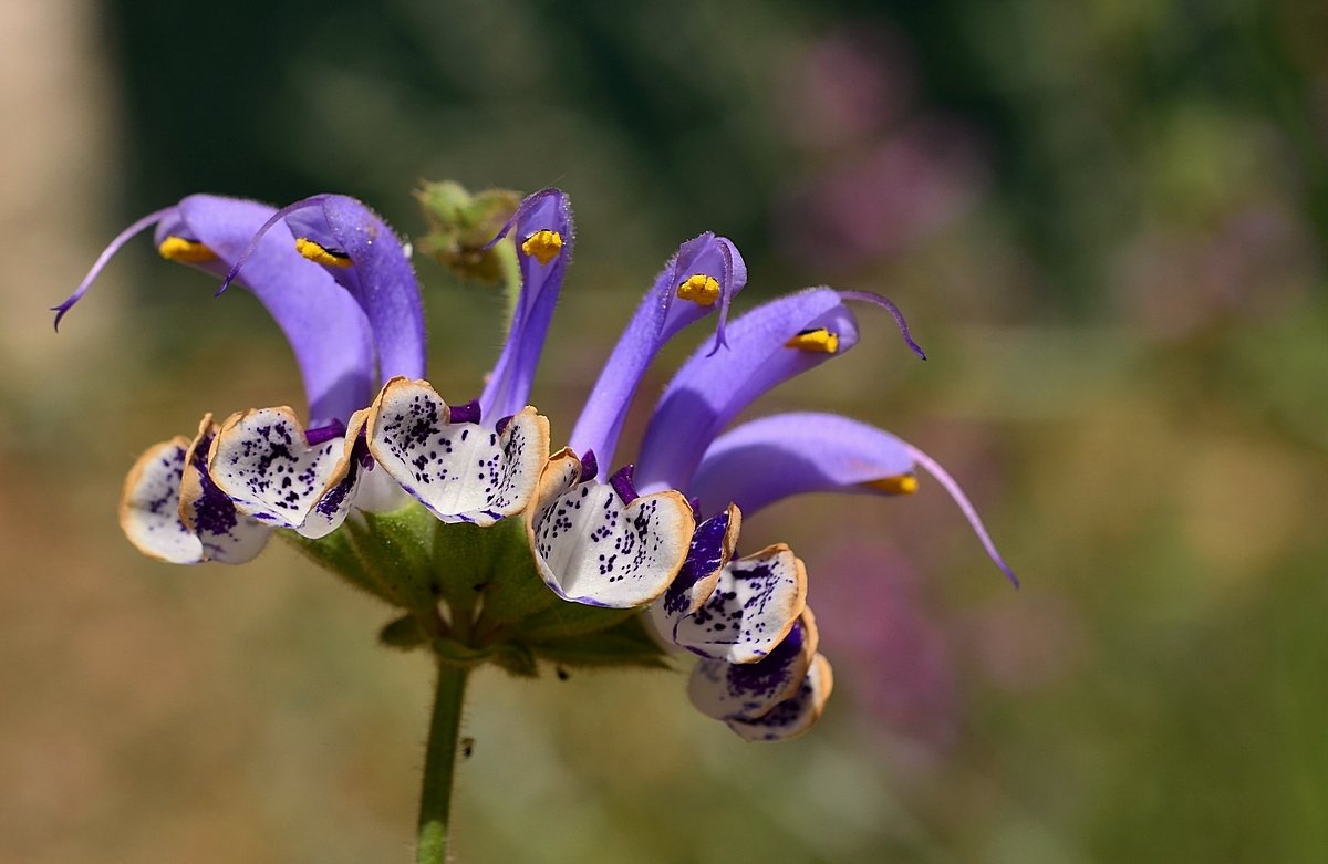 16.04.14 Шалфей индийский - Salvia indica. Цветущая Иудея - Борис Ржевский