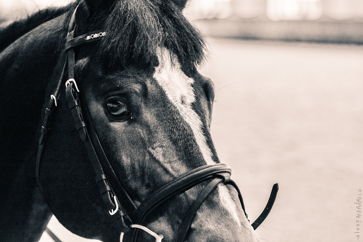 Преданность - одно из наилучших качеств лошади и конника. - Alesya Safe