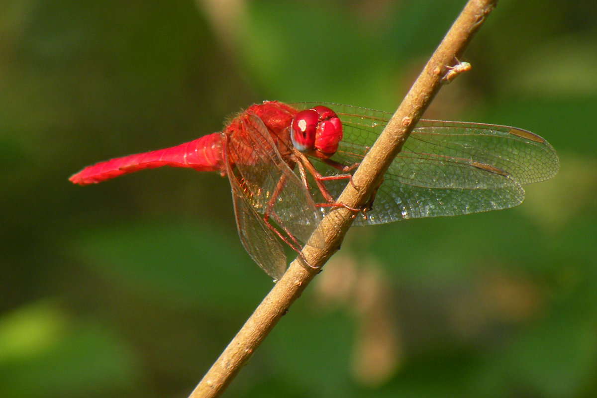 Red dragonfly - Эдуард Цветков