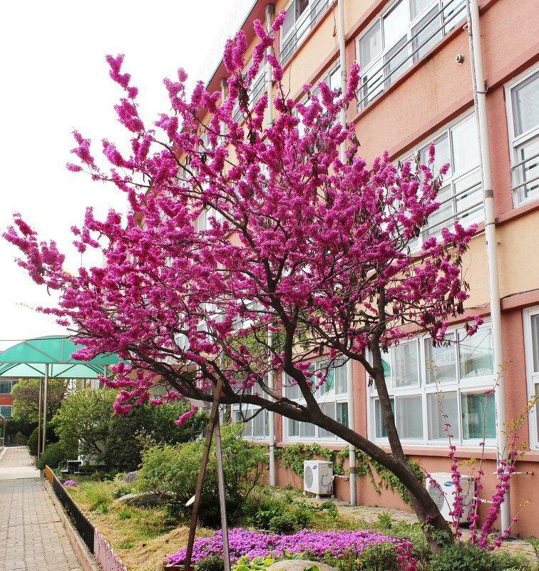 Baktaegi tree flowers - ангелина гончарук