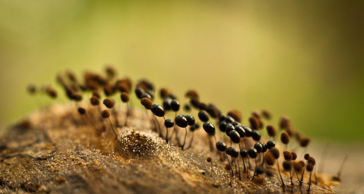 Comatricha sp. - Ольга Пуковецкая