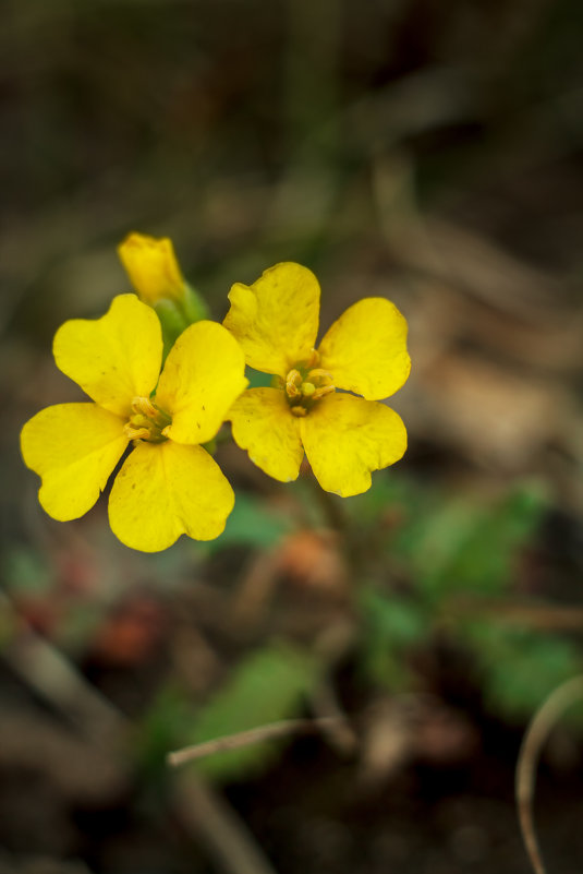 Chorispora sibirica - Хориспора сибирская (2-е фото) - Денис Соломахин