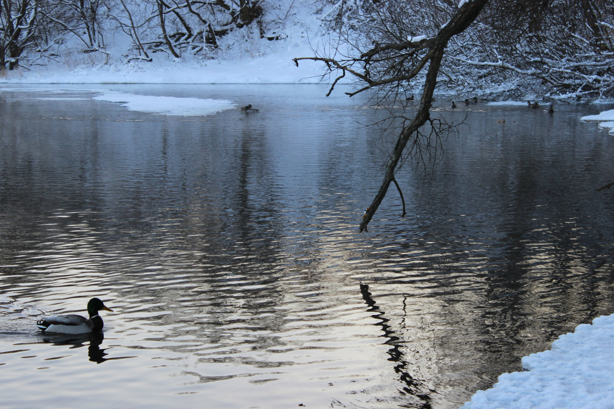 Морозная река - Dasha Starchikova