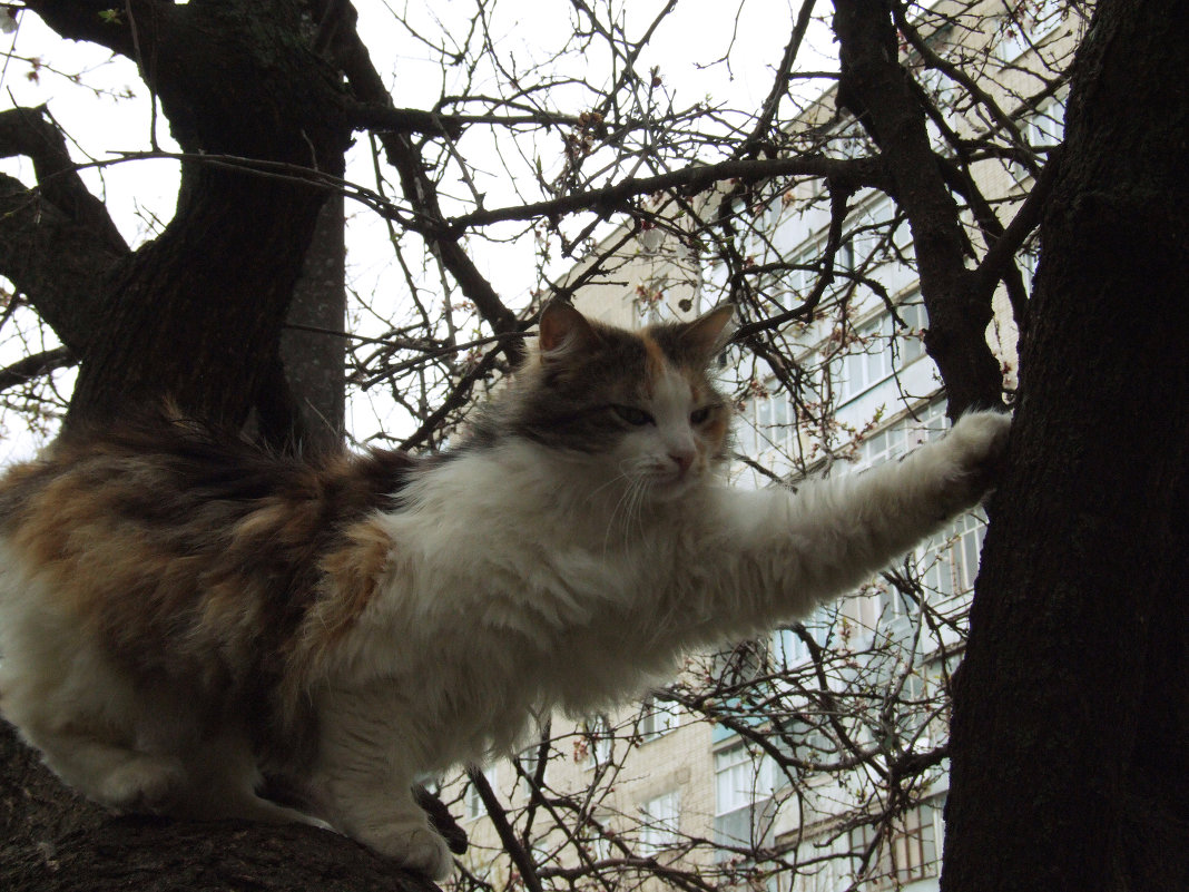 Кошка, хозяйка дерева. - ne.tochka 