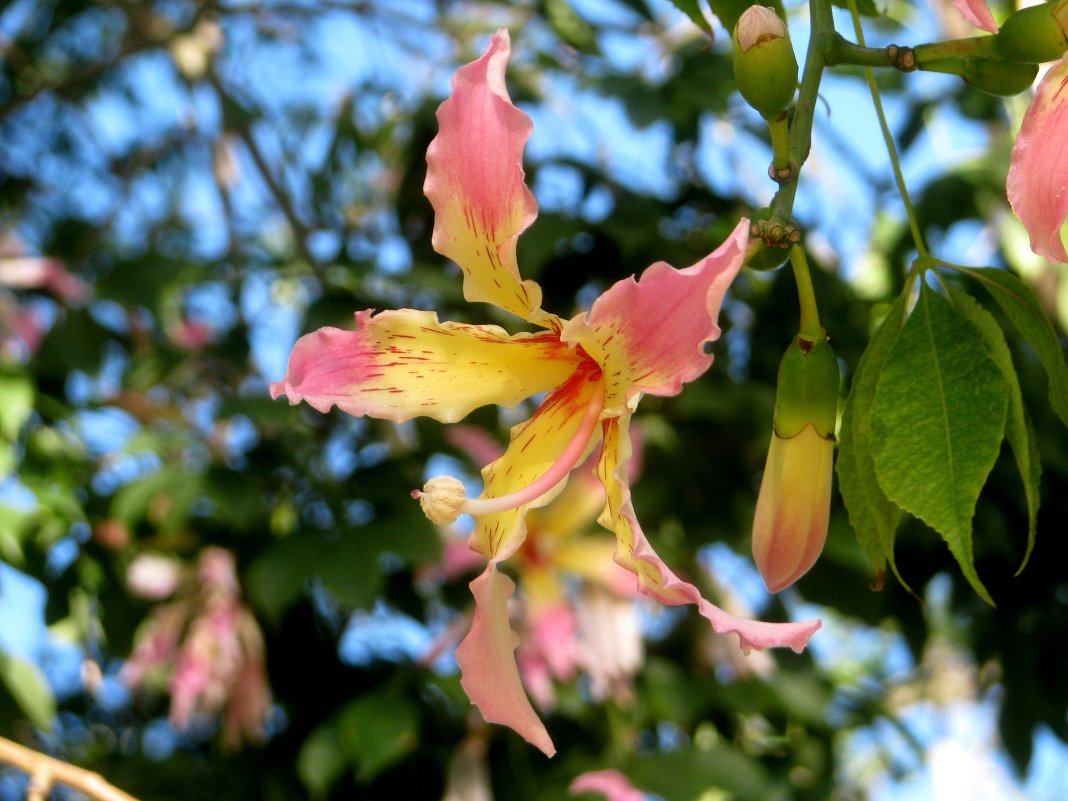 Chorisia speciosa - Ивета Бривце