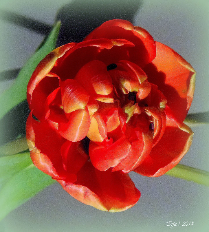 Пионовый тюльпан - Ирья Раски