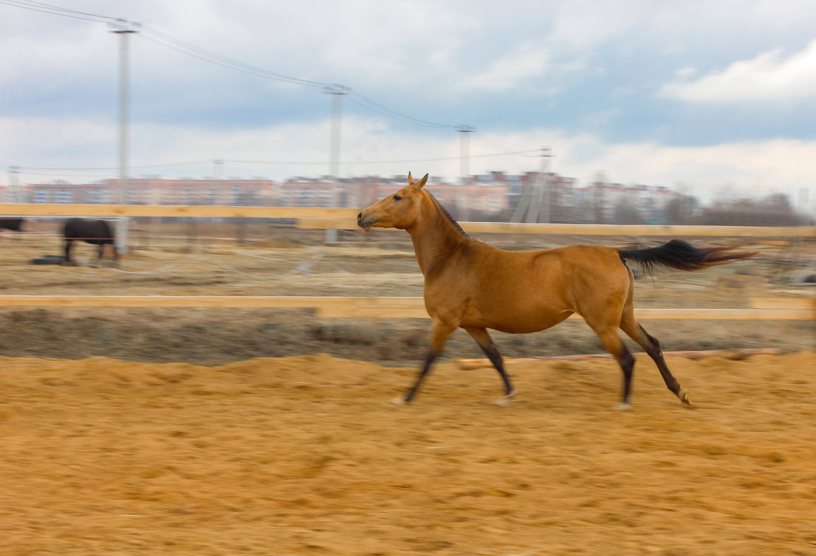 Ахалтекинская лошадка - Светлана Старикова
