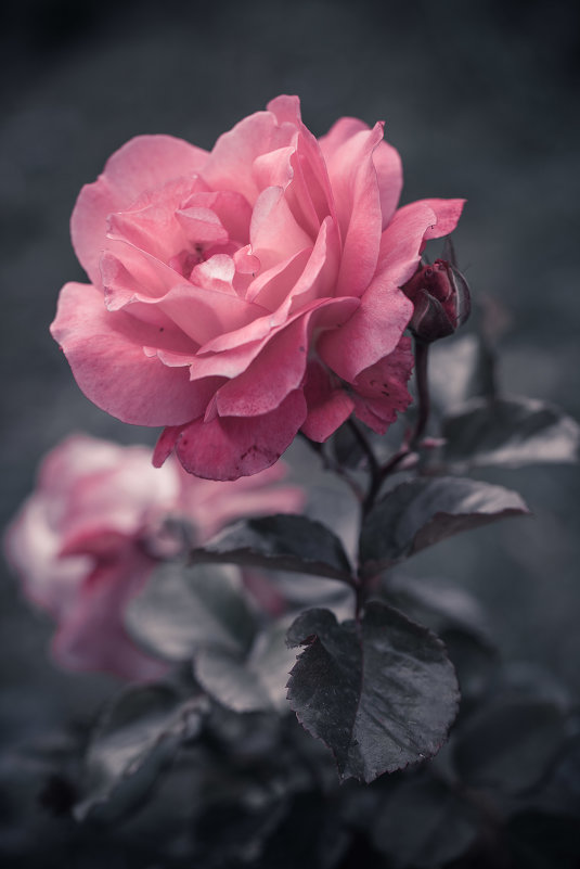 Розовая роза. - Анна Тихомирова