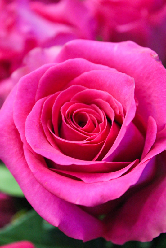 Розовые розы - Елизавета Егорова