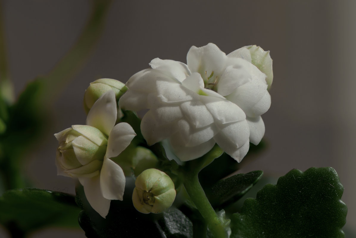 Весенний цветок - Фарит 