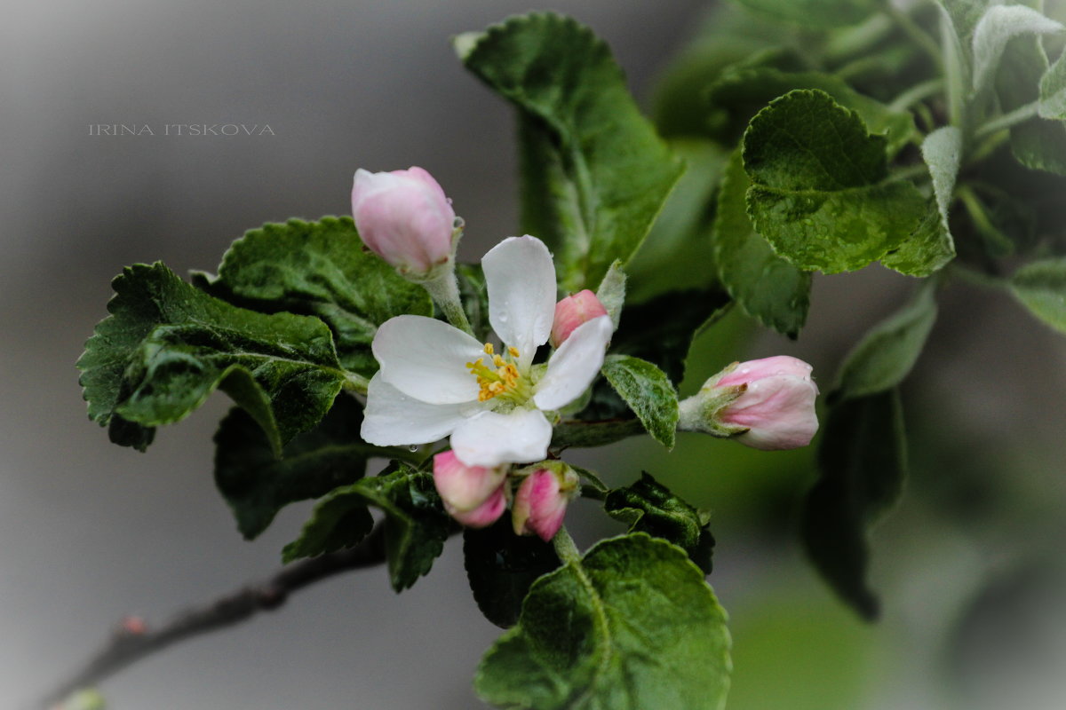 Nature - Ирина Ицкова