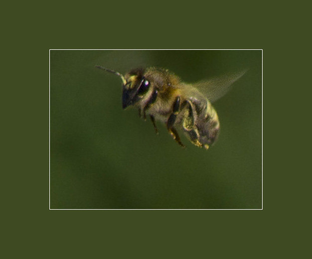 Пчела в полете - Weles 