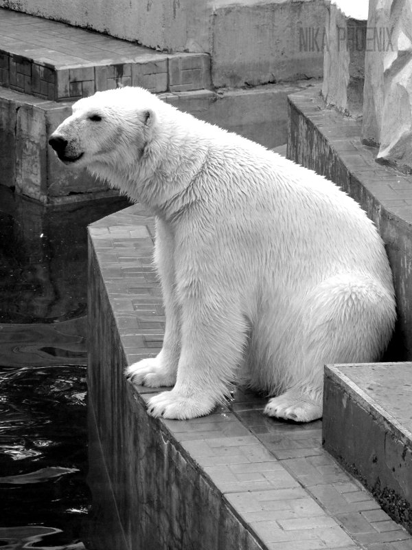 Белый медведь - Виктория Котович