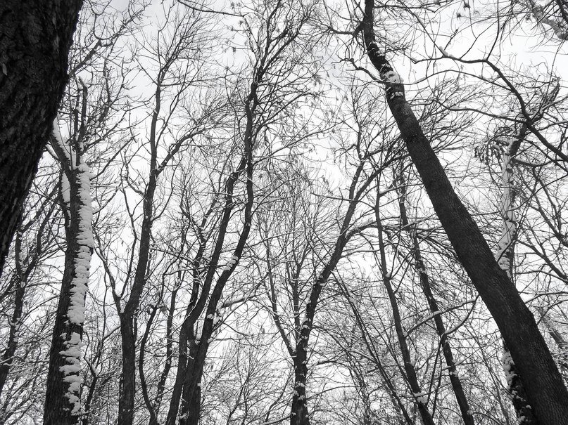 Загадочный лес - Дарья 