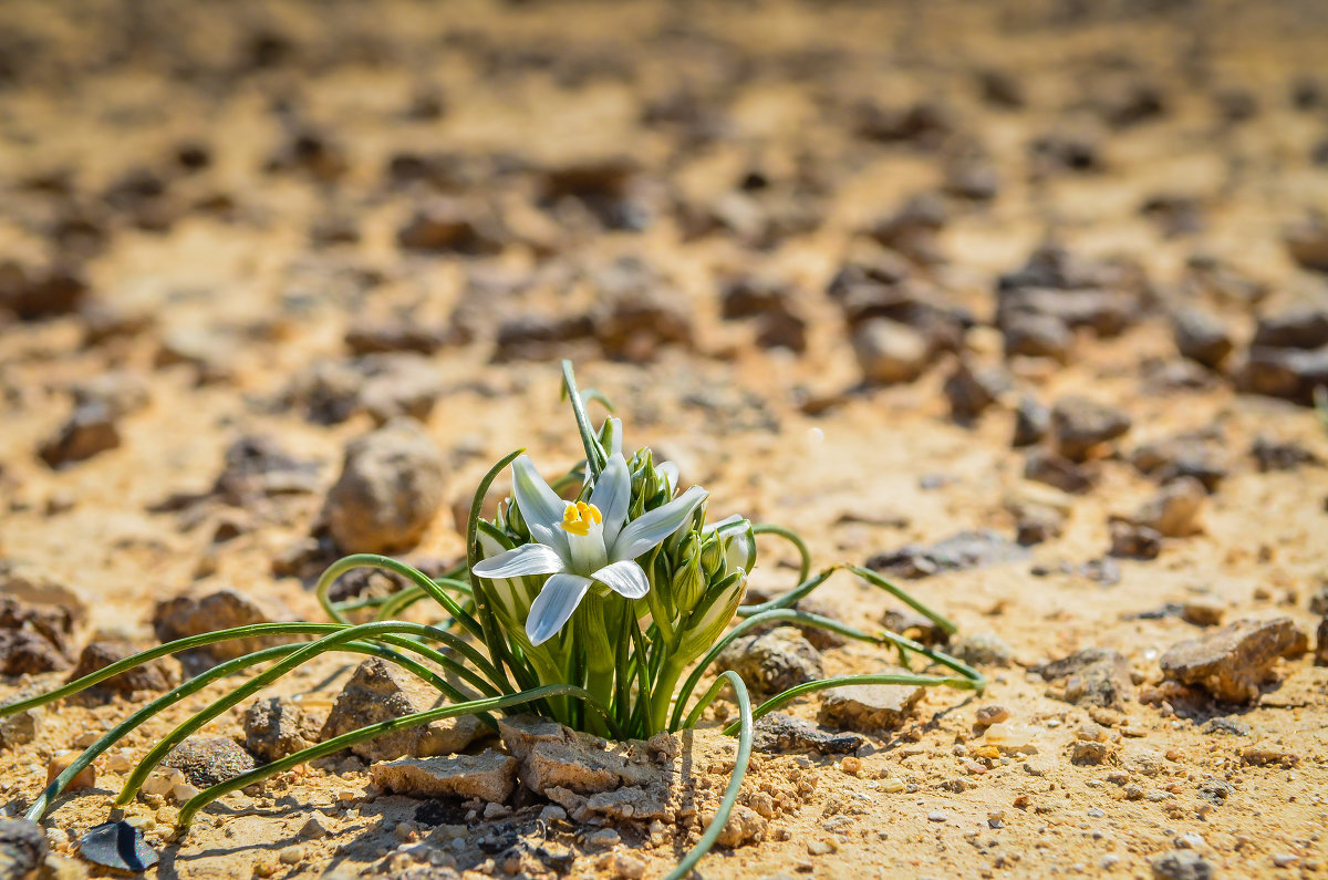 цветок пустыни - maria sela