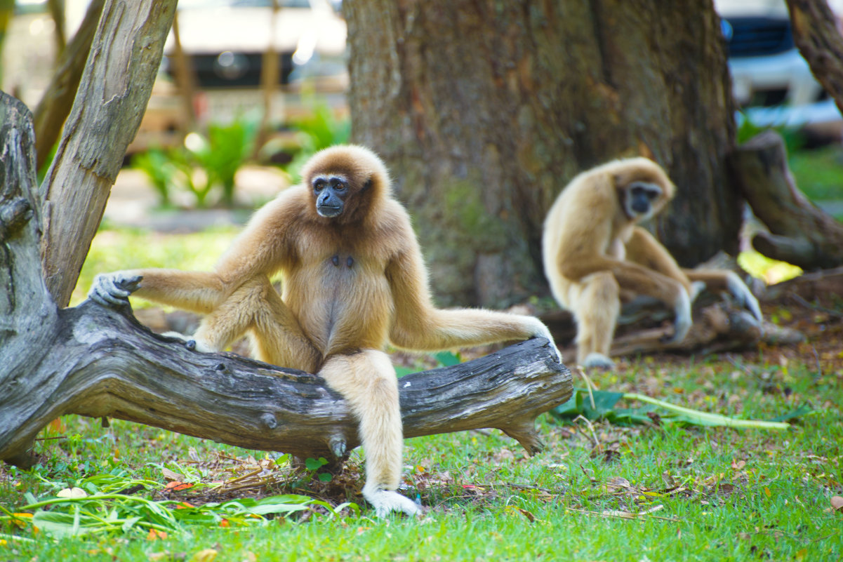 Khao Kheow Zoo - AnnJie Barc