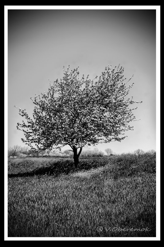 Одинокое дерево - Владимир Оберемок