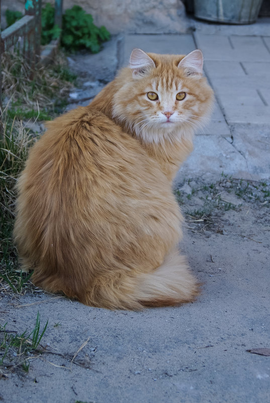 red cat - Виктория грёZы
