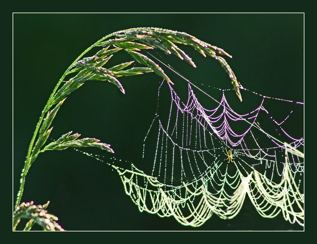 Цветные сети паука - Валерий Талашов