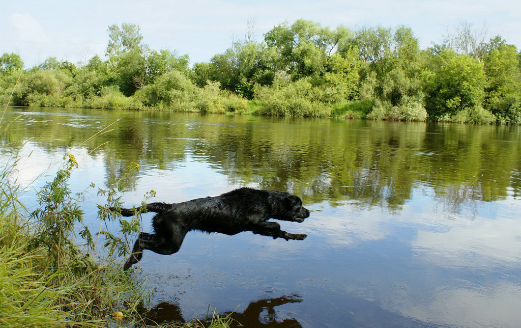 Полет черного пса в реку Клязьма за секунду до приводнения - Alesha Lamkinson