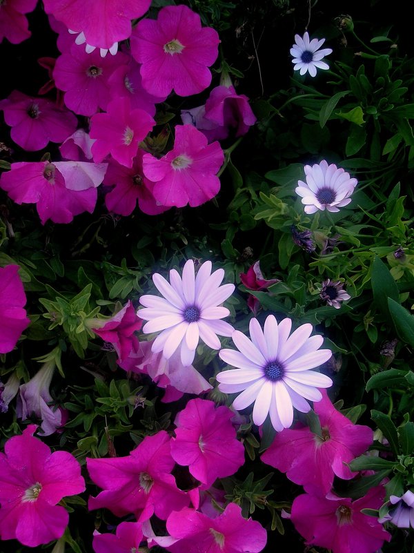 цветы - oxana 