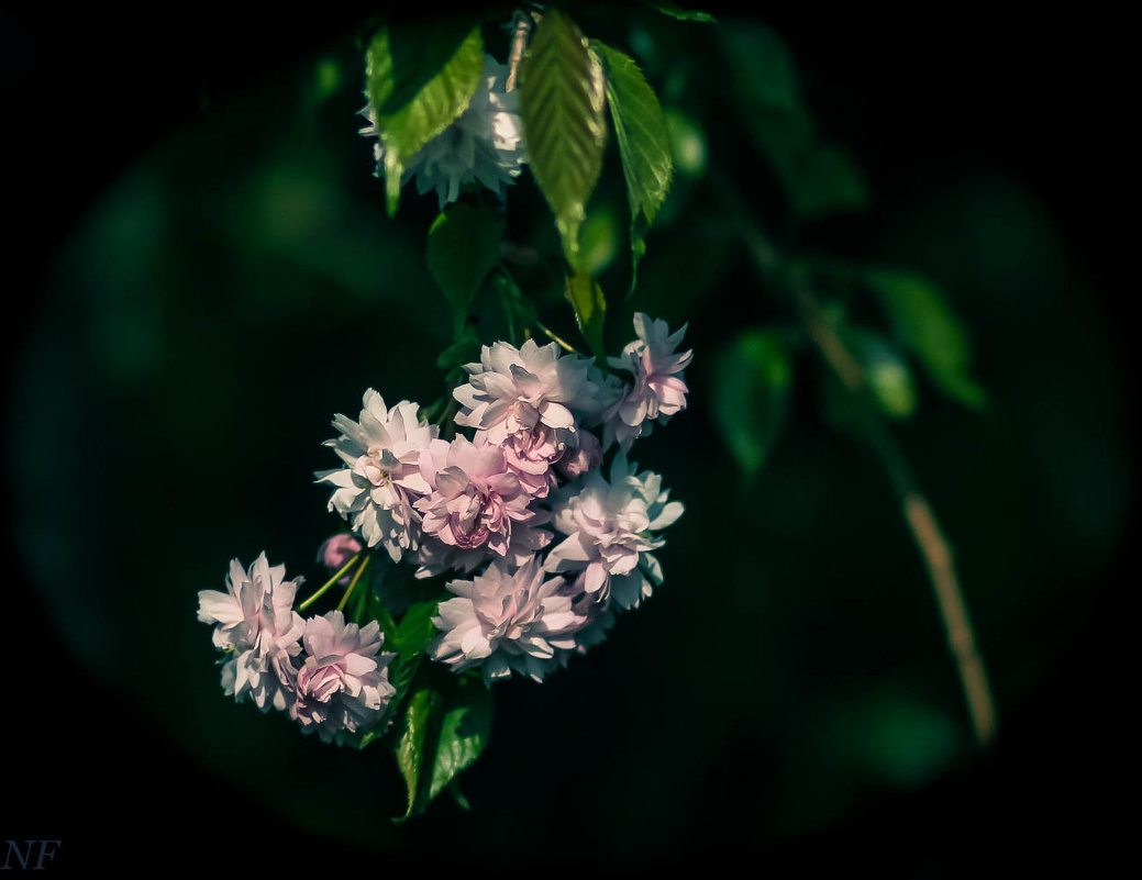 Цветет сакура. - Nonna 