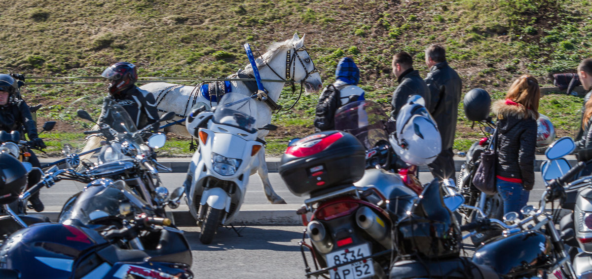 Два белых коня - Максим Баранцев