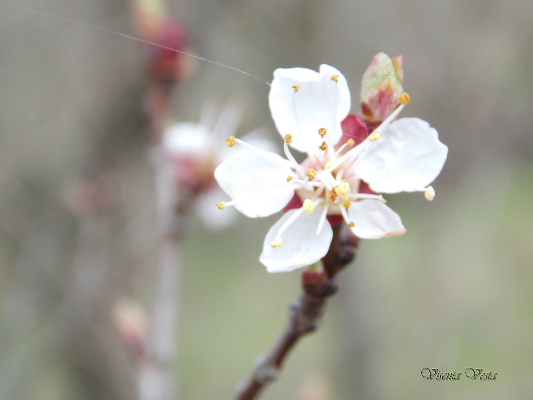 Цветок карликовой вишни - Виктория Стукалина