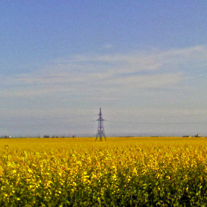 поле желтое - валерия мамбетова