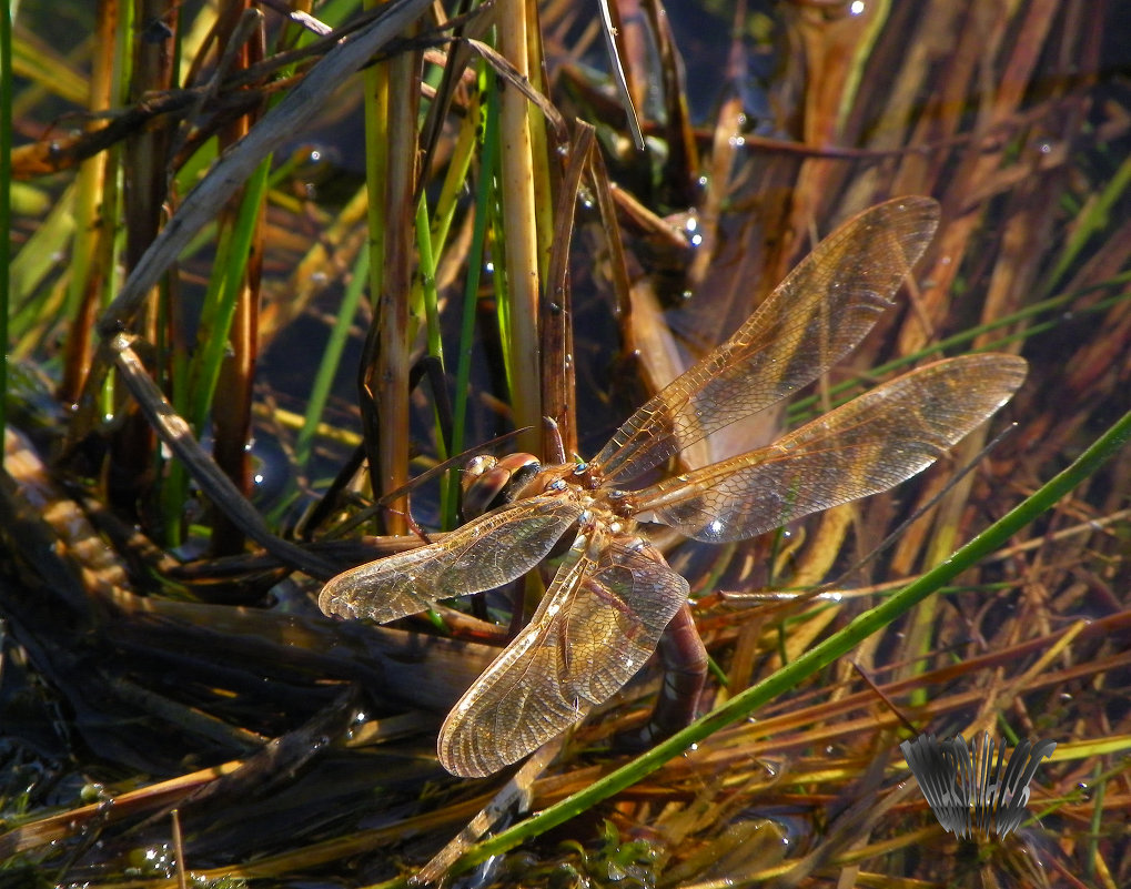 DragonFly - Сергей Шаврин