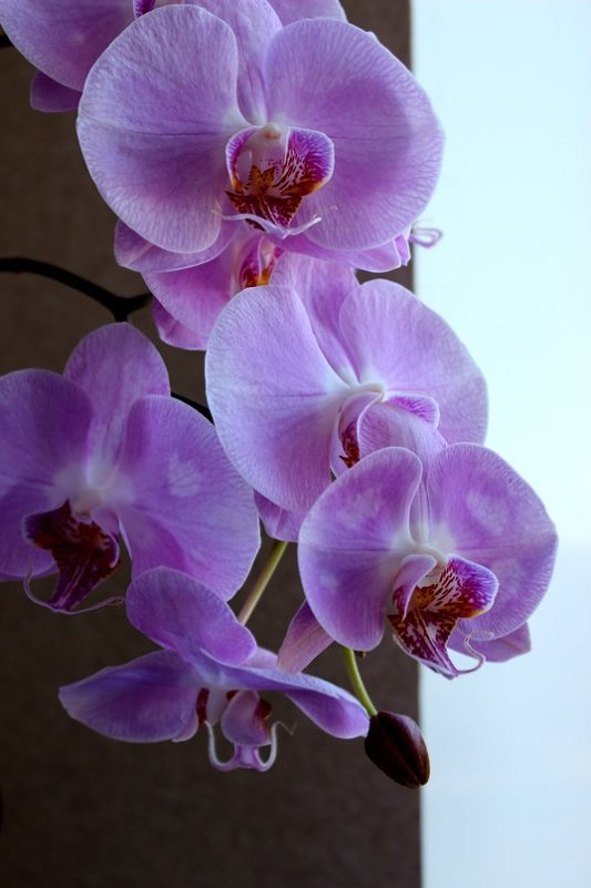 Орхидея - Радмила 