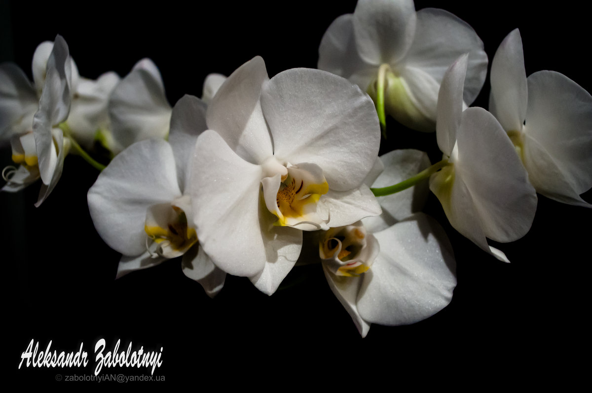 белые орхидеи на черном фоне - Aleksandr Zabolotnyi
